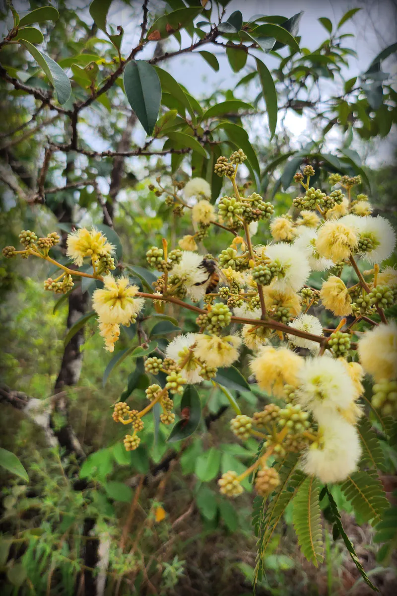 Flores da Estação