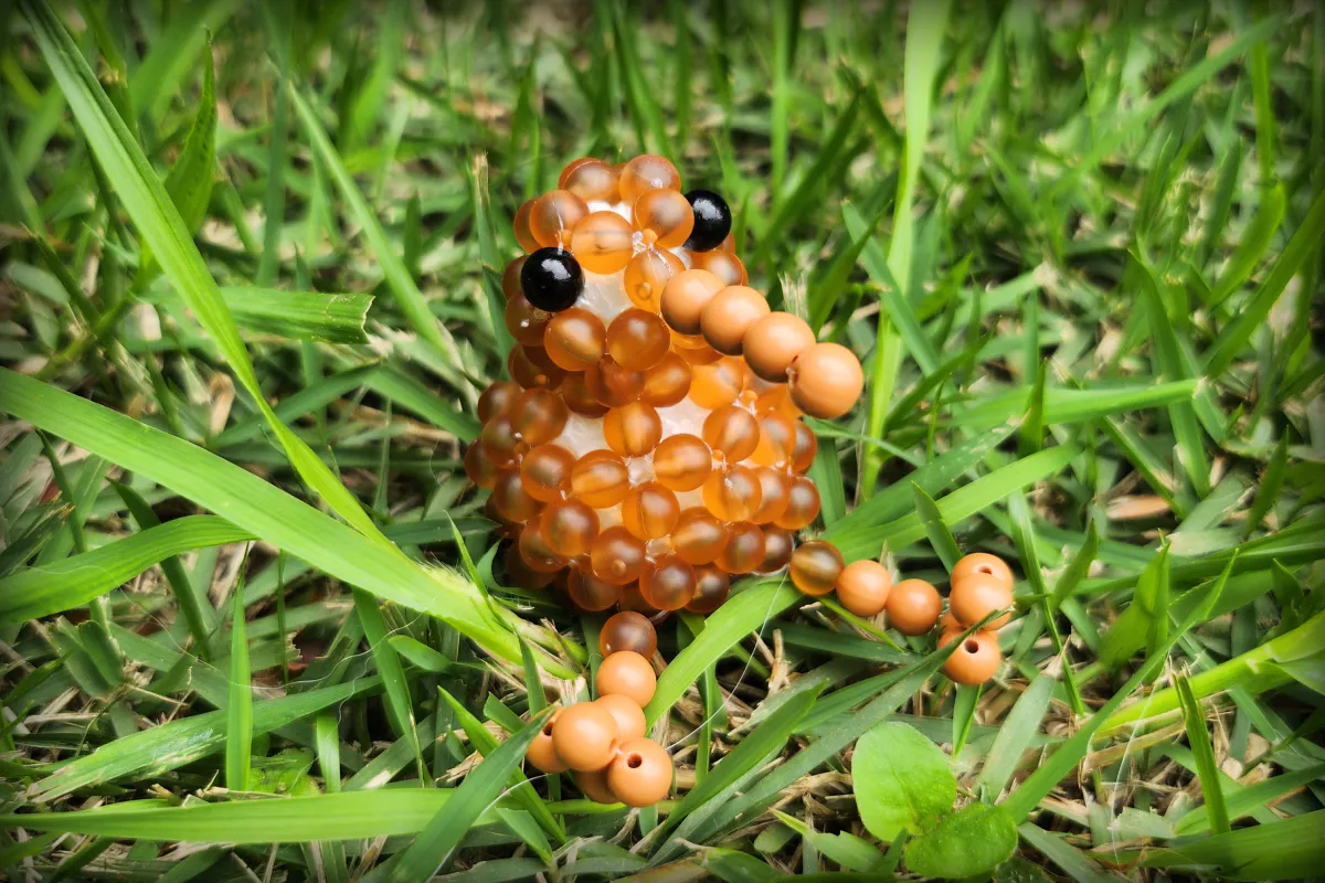 Miçanga Passarinho Kiwi